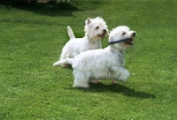 Picture of two west highland white terriers playing