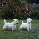 Picture of two westies, ch sollershott soloist