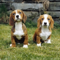 Picture of two westphalian dachsbracke puppies sitting on grass