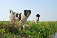 Picture of two Wetterhound dogs in field