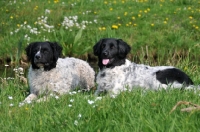 Picture of two Wetterhounds lying down