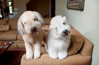 Picture of two wheaten terriers standing on couch