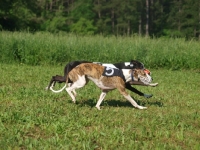 Picture of two Whippet dogs racing