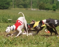Picture of two Whippet dogs racing