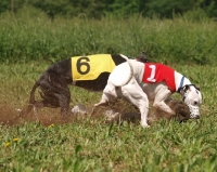 Picture of two Whippet dogs racing