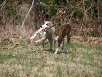 Picture of two Whippet dogs running in countryside