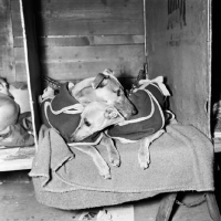 Picture of two whippets in coats on bench at show