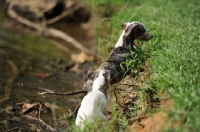 Picture of two Whippets in countryside