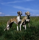 Picture of two whippets in field (one champion)