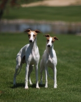 Picture of two Whippets looking at camera
