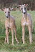 Picture of two Whippets looking at camera