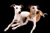 Picture of two whippets lying down on black background