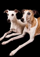 Picture of two Whippets lying down