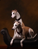 Picture of two Whippets on brown background