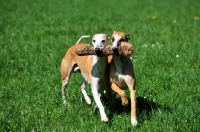 Picture of two Whippets playing together