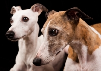 Picture of two Whippets, portrait