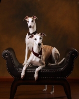 Picture of two Whippets posing in studio