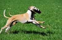 Picture of two Whippets running with dummy
