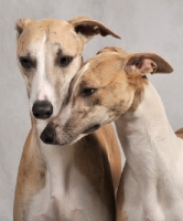 Picture of two Whippets trusting each other