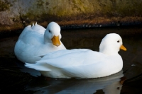 Picture of two white call ducks