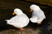 Picture of two white call ducks