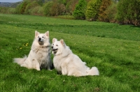 Picture of two white German Spitz dog (great and standard size)