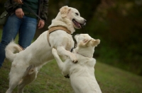 Picture of two white golden retrievers playing together