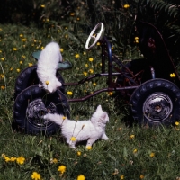 Picture of two white kittens playing