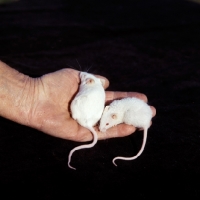 Picture of two white mice with different coat types