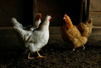 Picture of Two White Rock hens and Buff Rock Hen talking in the barn.