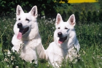 Picture of two White Swiss Shepherd Dogs