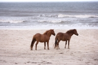 Picture of two wild Assateague horses on beach in front of ocean