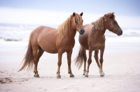Picture of two wild assateague horses on a beach