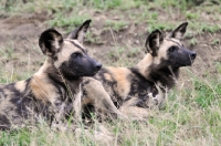 Picture of two Wild dogs