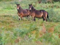 Picture of two wild Exmoor Ponies in field