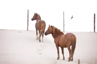 Picture of two wild horses on Assateague beach