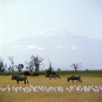 Picture of two wildebeests walking in the distance with cattle egrets, mt kilimanjaro