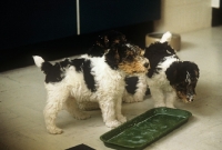 Picture of two wire fox terrier puppies at an empty feeding dish
