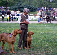 Picture of two wirehaired hungarian vizslas at world show vienna