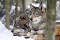 Picture of Two Wolves