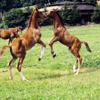 Picture of two Wurttemberger foals playing