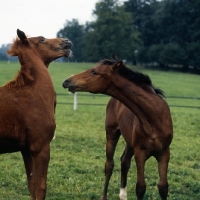 Picture of two Wurttemberger foals
