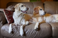 Picture of two yellow labs lying on a couch