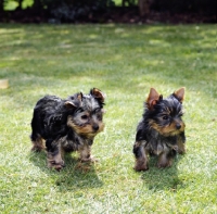 Picture of two yorkie puppies standing