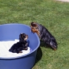 Picture of two yorkies