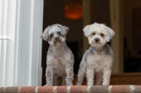 Picture of two Yorkipoos (Yorkshire Terrier / Poodle Hybrid Dog) also known as Yorkiedoodle