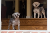 Picture of two Yorkipoos (Yorkshire Terrier / Poodle Hybrid Dog) also known as Yorkiedoodle