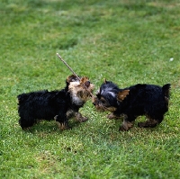 Picture of two yorkshire terrier pups playing with stick