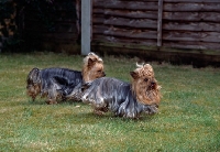 Picture of two yorkshire terriers running together on a lawn 