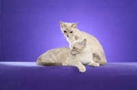 Picture of two young Australian Mist cats on purple background